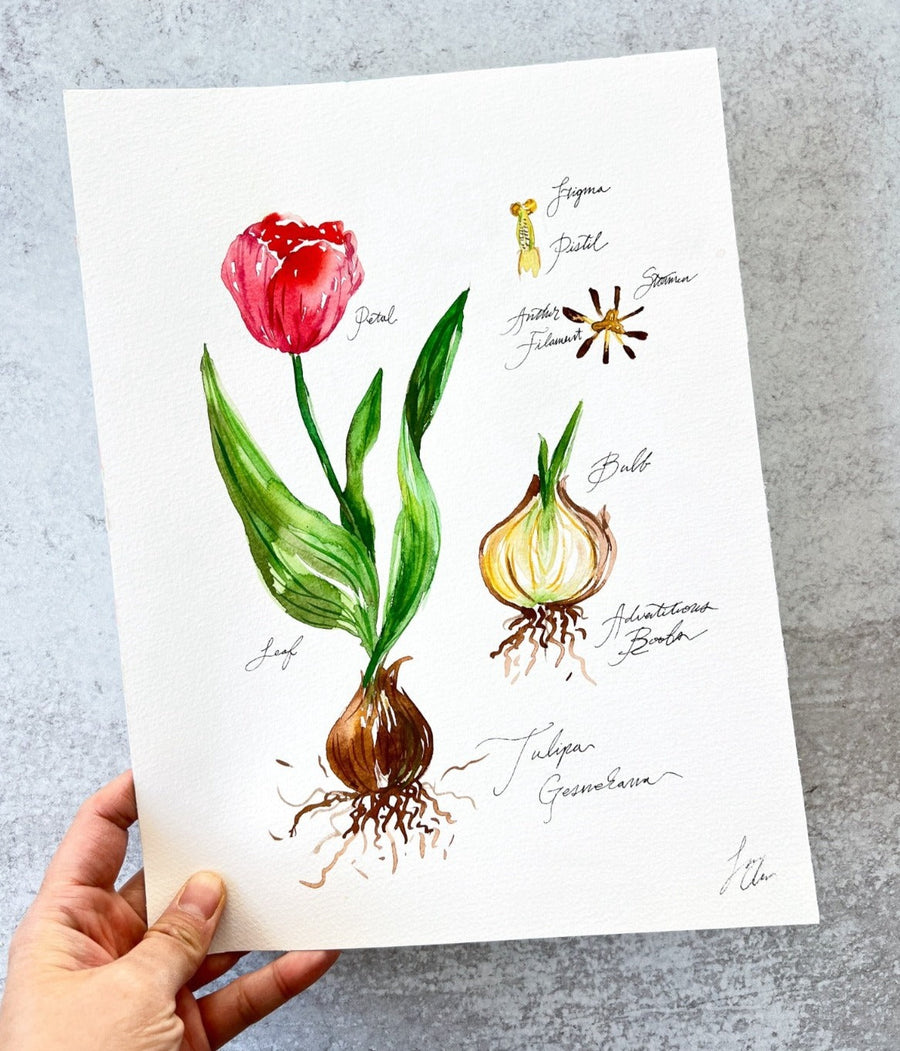 Spring Bulbs Watercolor on Friday, March 22nd, 2024, 11:30am - 1pm