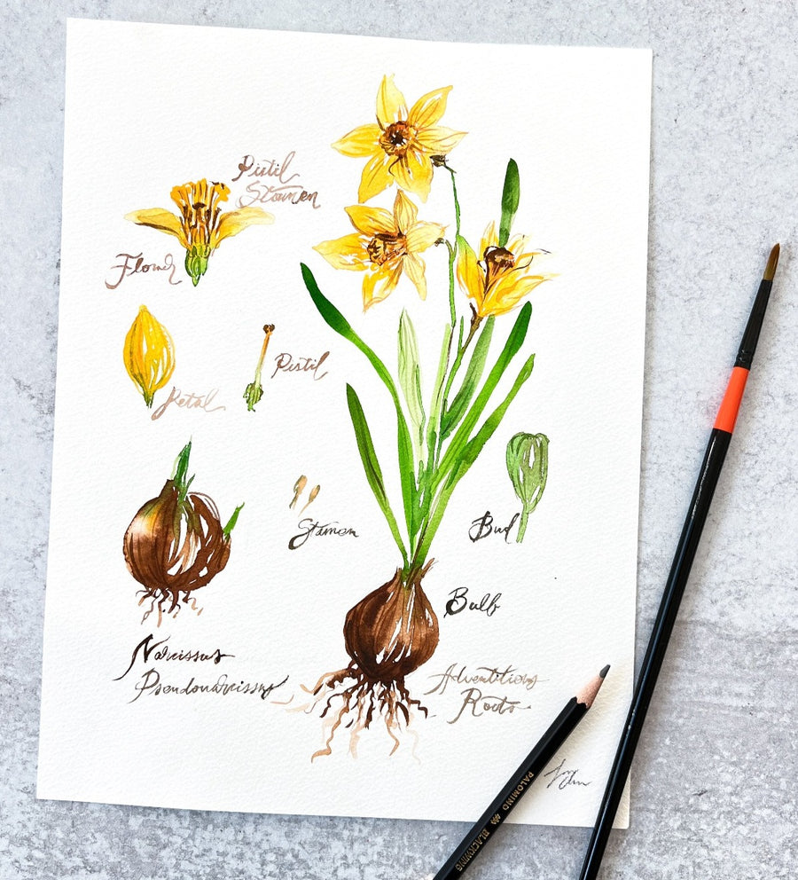 Spring Bulbs Watercolor on Friday, March 22nd, 2024, 11:30am - 1pm
